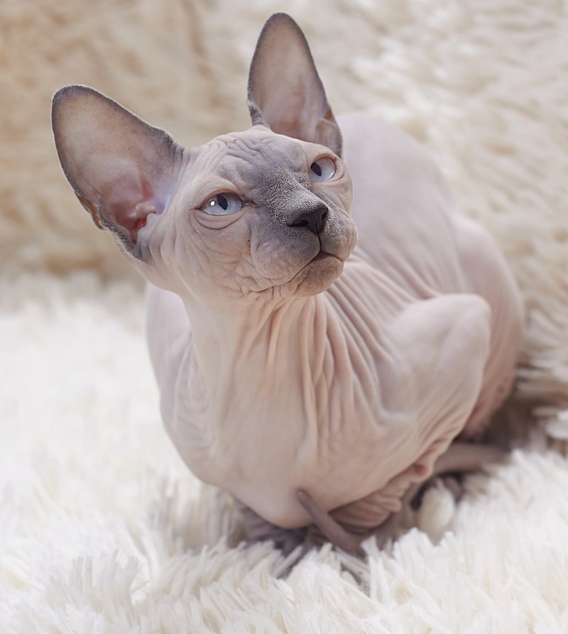 Gato Sphynx
