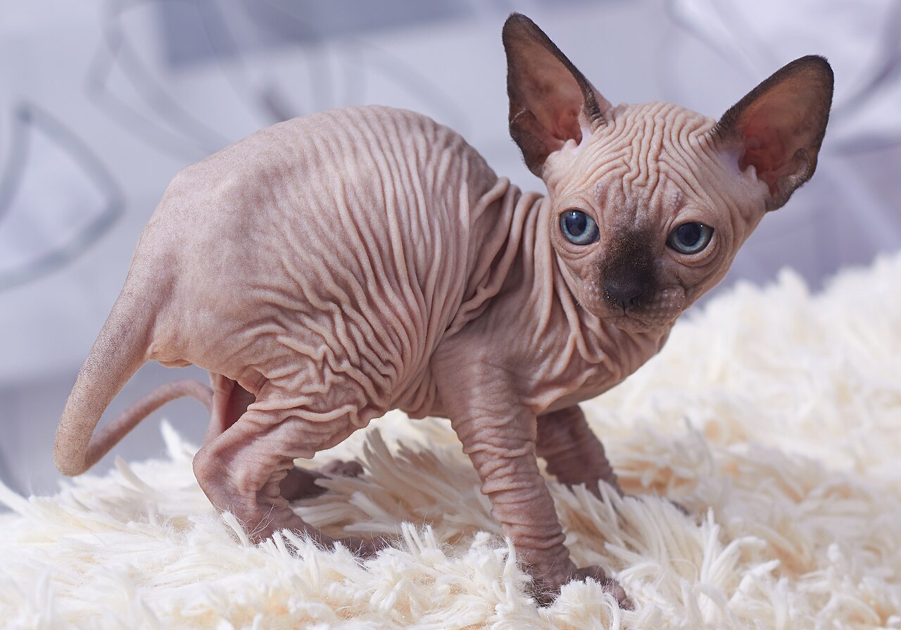 Gato Sphynx